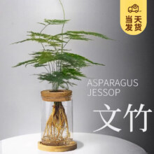 开时果 水培文竹盆栽 玻璃瓶+竹托 加赠营养液