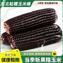 正宗真空黑糯玉米 甜糯玉米 新鲜采摘 2根*150g 早餐火锅食材
