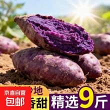紫薯新鲜板栗红薯番薯山芋烟薯香薯蔬菜农家自种地瓜蜜薯糖心9斤 带箱1斤 小果