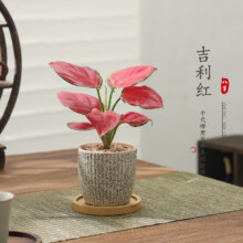 八芽如意 吉利红盆栽 星徽盆 竹底托 陶瓷盆栽 迷你款