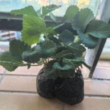 开时果 奶油红颜草莓苗 3盆带土