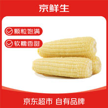 京鲜生 东北白糯玉米 250g*10棒 真空包装 粘玉米 源头直发