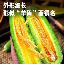 粤迎 山东羊角蜜甜瓜 S+级优选果 5斤净4.5斤 单果250g+