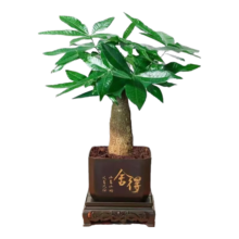 单杆发财树 塑料四方舍得盆 花盆直径8cm 带盆高15-25cm 室内植物吸甲醛好养