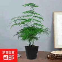 文竹盆栽绿植 大苗 高度15-25cm 原盆原土球发货