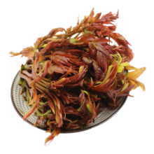 红油香椿当季四川达州新鲜现摘蔬菜沙拉可食用源头直发 100g