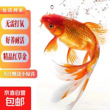 冷水观赏鱼 草金鱼 3-5厘米 混搭精品红草金 4条+2条备损 送小包鱼粮