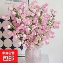 京喜 云南风铃花 2扎 8-14枝