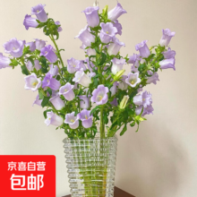 云南鲜花 风铃花 1扎 随机色