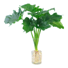 春羽 水培植物 15-20cm【1棵】+营养液 客厅办公室桌面绿植