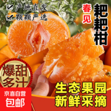 春见耙耙柑   汁水丰盈   粒粒爆汁 毛重2斤装（独享装） 精品(70-80+)mm