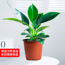 再降价：绿有意 金钻盆栽植物 水培绿植花卉 多肉 办公室内去甲醛 铂金钻绿公主 金钻1棵(原土盆)+营养液 含盆