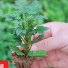 菊花苗  带土球 多年生 1颗 花色随机 不含盆