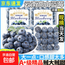 云南花香 蓝莓 现摘高山蓝莓 超大果 6盒装 单果15-18mm 125g/盒（净100g）