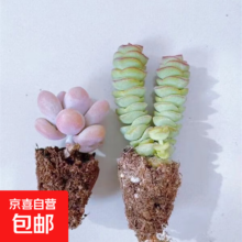 再降价：招财进宝多肉 钱串+桃蛋 盆栽  1棵