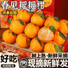 粤迎春 耙耙柑 9斤精选装 单果70-80mm 净8斤