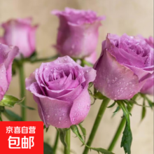 昆明玫瑰花苗老桩 17海洋之歌 大花浓香月季 老根盆栽 四季开花