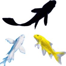 金鱼活体观赏鱼 锦鲤草金鱼 6-8cm 黑+白+黄+红 共4条