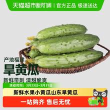 88VIP会员：胡鲜森 山东旱黄瓜 1斤