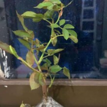 自由精神 藤本月季花苗 15-25厘米高 带土发货 浓香型玫瑰盆栽