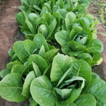 汉斯 奶油沙拉菜种子 一包约1000粒