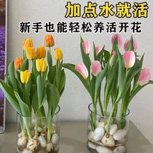 优跃 水培郁金香种球 混色 8颗装