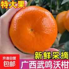 广西武鸣沃柑 整箱9斤 产地直发