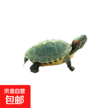 CHONG YIMO 巴西龟 3-4cm 浅绿 单身龟1只 送龟粮