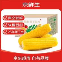 京鲜生 东北黄玉米棒 200g*8棒25年新玉米 真空黏玉米 多种包装 源头直发