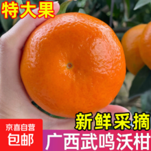 广西武鸣沃柑 整箱9斤 产地直发