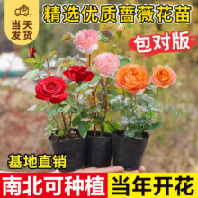 再降价：开时果 佛蒂娜 爬藤月季花苗 10-25cm 包对版