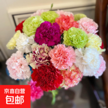 38节：康乃馨 水养插花 20支 混色 女神节生日礼物