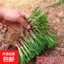新韭菜根苗 香韭菜根 四季可栽 10棵