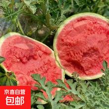 正宗冰糖8424麒麟西瓜 新鲜采摘 脆甜多汁 5-7斤(1-2人)