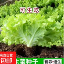 四季 A速生生菜种子 1包300粒