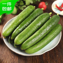 京鲜生 神级减脂蔬菜！一根热量仅为10kcal！山东精品鲜嫩水果黄瓜 净重4斤