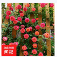 爬藤植物藤本月季花苗四季花卉玫瑰盆栽庭院蔷薇花苗 佛洛伦蒂娜 带土发货 15-25厘米高