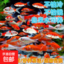 日本进口赛级锦鲤 黑金红白孔雀 锦鲤活鱼 4-6cm 草金 18-21部
