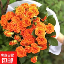 【云南】昆明玫瑰花苗 44橙色宝贝（老桩苗四季开花）