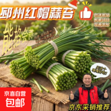 邳州红帽蒜苔 农家小院 净重1.8斤