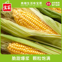 宝菜 玉米 新鲜黄甜玉米棒 带皮水果玉米 低脂减肥早餐 5斤（约5-8根）
