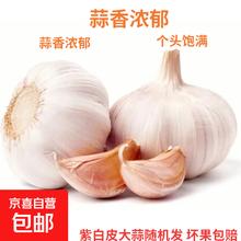 京喜 自营精选大蒜水果蒜调料蔬菜火锅烧烤牛肉小龙虾食材 优惠5-6头 100g 单果3.5-5cm