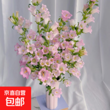 再降价、PLUS会员：云南鲜花 风铃花1扎 4-7枝随机色 节日礼物