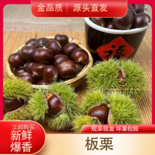 东东买菜 高山新鲜板栗 红皮板栗 1斤净重 香甜软糯煲汤蔬菜生鲜