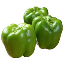 山东 绿色 甜椒 新鲜现摘 灯笼柿子椒 圆椒 蔬菜生鲜 绿色 整箱4斤