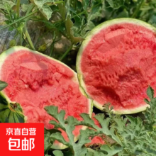 正宗冰糖8424麒麟西瓜 新鲜采摘 脆甜多汁 5-7斤(1-2人)