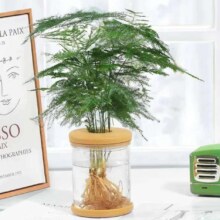 绿有意 文竹盆栽植物室内 含盆