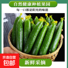 东东买菜山东水果黄瓜 荷兰无刺现摘小青瓜 当季蔬菜 带箱1斤 0.92斤