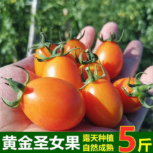 京喜加 夏日阳光小番茄 黄色圣女果 即食水果 1斤装
