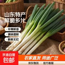 京喜 正宗山东大葱 精品特产 2斤带箱